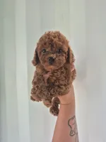 Lily, a female Poodle - Toy  for sale in Beverly Hills, CA – 1 of 1