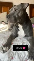 🩵Luca blue fawn gator bully, a male American Bully for sale in Beverly Hills, FL – 5 of 5