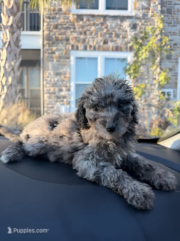 Laina  – Miniature Goldendoodle puppy for sale in Orlando, FL