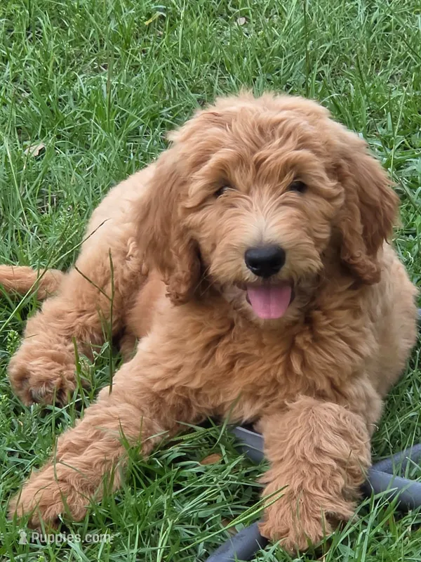 Sharie – Goldendoodle puppy for sale in Orlando, FL