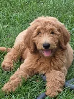 Sharie, a female Goldendoodle for sale in Orlando, FL – 1 of 1