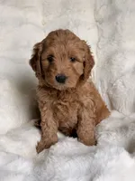 Duque 👑, a male Goldendoodle for sale in Orlando, FL – 3 of 3