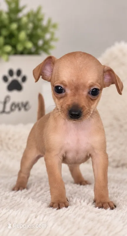 Tina – Chihuahua puppy for sale in Beverly Hills, FL