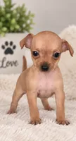 Tina, a female Chihuahua for sale in Beverly Hills, FL – 1 of 2