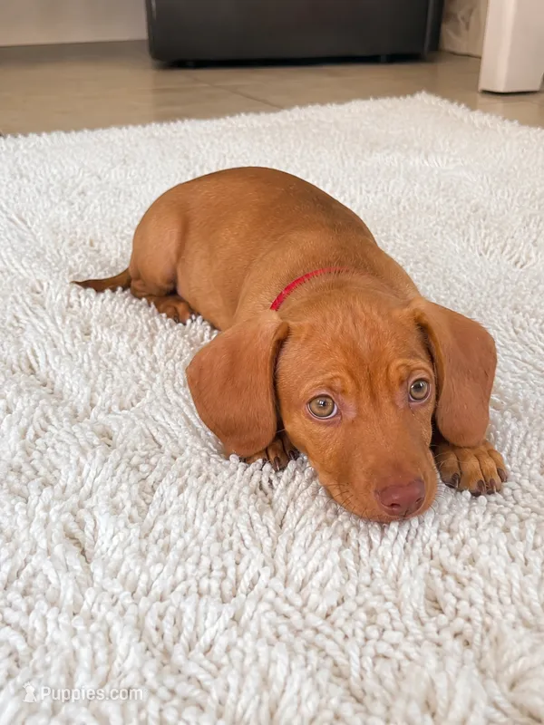 Dina  – Miniature Dachshund puppy for sale in Orlando, FL