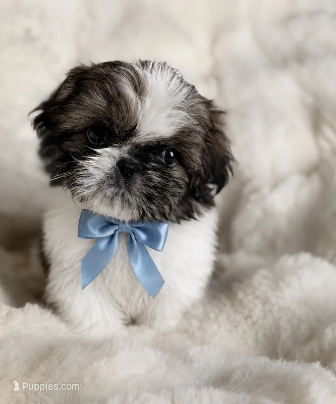 León – Shih Tzu puppy for sale in Orlando, FL