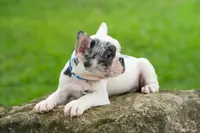 Akiles🤍, a male French Bulldog for sale in Spring Hill, FL – 2 of 6
