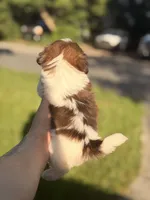 Teo, a male Shih Tzu for sale in Beverly Hills, FL – 5 of 5