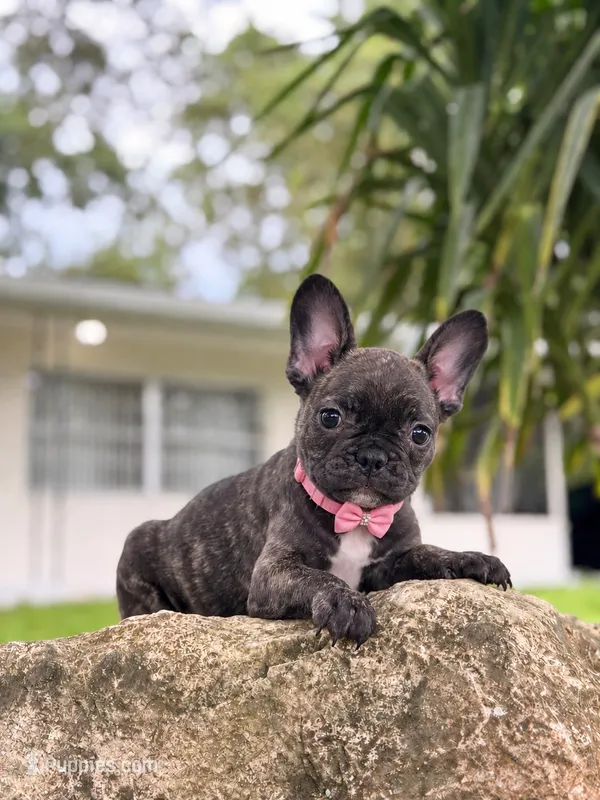 Lina 🖤 – French Bulldog puppy for sale in Spring Hill, FL