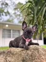 Lina 🖤, a female French Bulldog for sale in Spring Hill, FL – 1 of 1