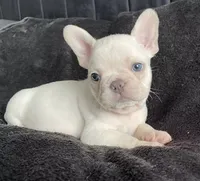 Zeus, a male French Bulldog for sale in Orlando, FL – 2 of 2