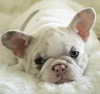Honey 🤍, a female French Bulldog for sale in Orlando, FL – 2 of 3