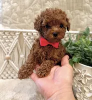 Teddy , a male Poodle - Toy  for sale in Orlando, FL – 2 of 3