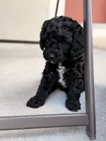 Darling, a female Miniature Goldendoodle for sale in Orlando, FL – 2 of 3