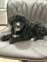 Lola, a female Miniature Goldendoodle for sale in Orlando, FL – Photo 3 of 3