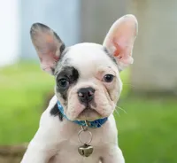 Akiles🤍, a male French Bulldog for sale in Spring Hill, FL – 5 of 6