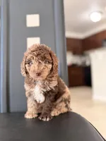 Brako, a male Poodle - Miniature  for sale in Orlando, FL – 3 of 3