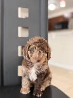 Brako, a male Poodle - Miniature  for sale in Orlando, FL – 2 of 3