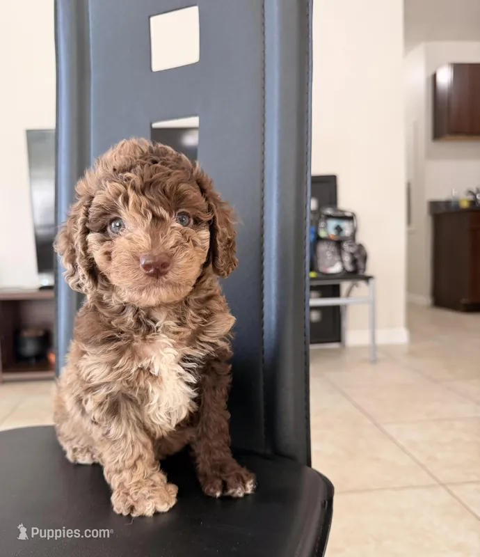 Brako – Poodle - Miniature  puppy for sale in Orlando, FL