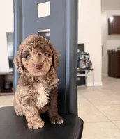 Brako, a male Poodle - Miniature  for sale in Orlando, FL – 1 of 3