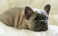 Dina🩶, a female French Bulldog for sale in Orlando, FL – 3 of 4