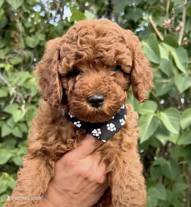 Duque 👑 – Goldendoodle puppy for sale in Orlando, FL
