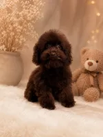 Tina🤎, a female Poodle - Toy  for sale in Orlando, FL – 3 of 3