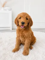 Charie , a female Goldendoodle for sale in Orlando, FL – 1 of 3