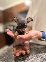 Charie Apple Head 🍎 , a female Chihuahua for sale in Orlando, FL – 3 of 3