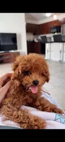 Lila, a female Poodle - Toy  for sale in Orlando, FL – 2 of 3