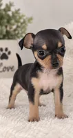 Lily, a female Chihuahua for sale in Beverly Hills, FL – 1 of 2