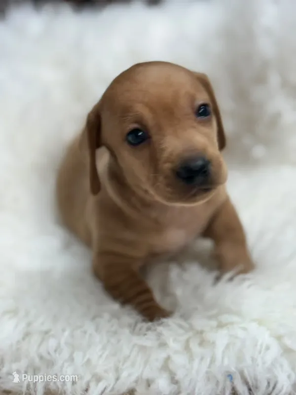 Lili – Dachshund puppy for sale in Orlando, FL