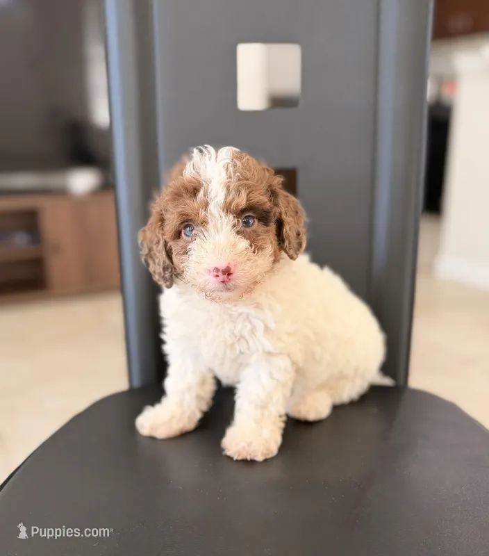Duke – Poodle - Miniature  puppy for sale in Orlando, FL
