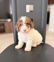 Duke, a male Poodle - Miniature  for sale in Orlando, FL – 1 of 1