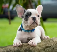 Akiles🤍, a male French Bulldog for sale in Spring Hill, FL – 3 of 6