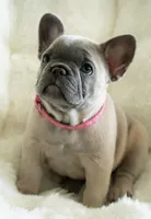 Dina🩶, a female French Bulldog for sale in Orlando, FL – 4 of 4
