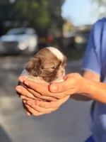 Teo, a male Shih Tzu for sale in Beverly Hills, FL – 4 of 5