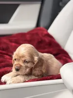 Tini, a female Cocker Spaniel for sale in Orlando, FL – 5 of 5