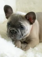 Dina🩶, a female French Bulldog for sale in Orlando, FL – 2 of 4