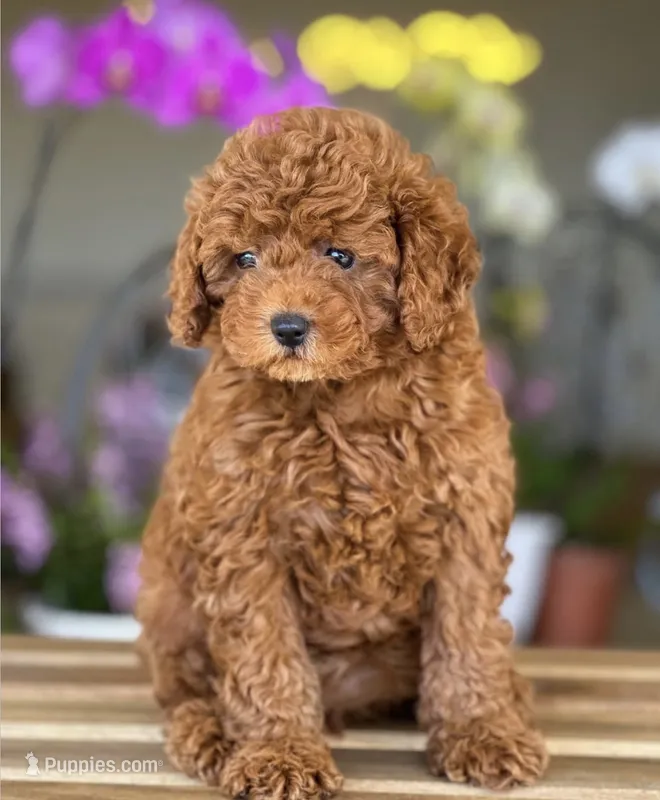 León – Miniature Goldendoodle puppy for sale in Orlando, FL