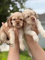 Baduu, a male Cocker Spaniel for sale in Orlando, FL – 2 of 2