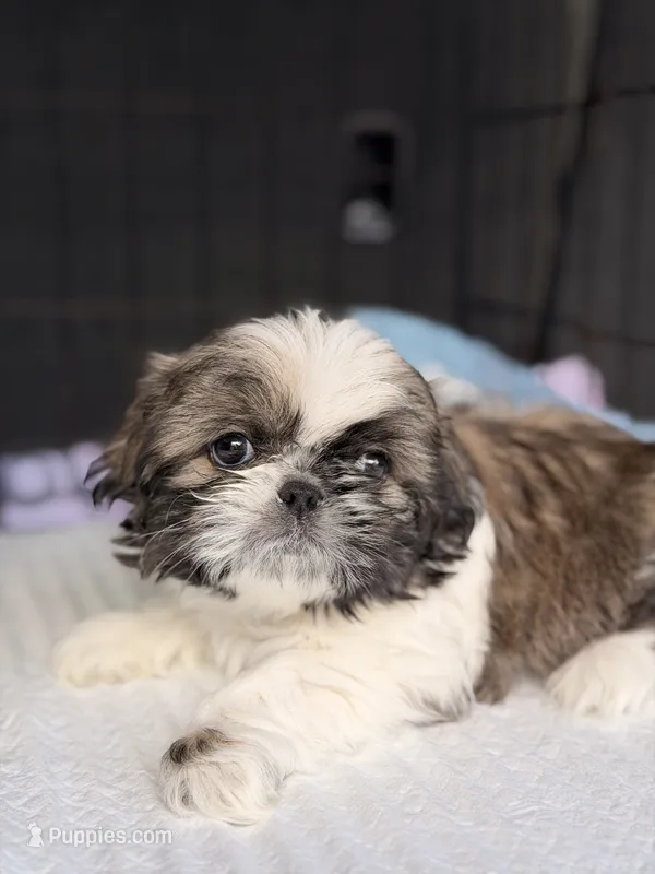 León – Shih Tzu puppy for sale in Orlando, FL