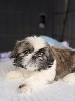 León, a male Shih Tzu for sale in Orlando, FL – 2 of 6