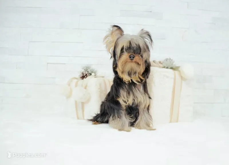 Tommy – Yorkshire Terrier puppy for sale in Vancouver, WA