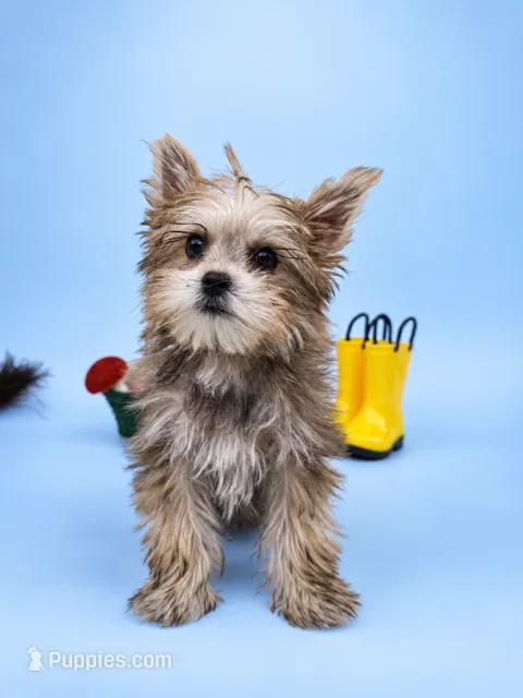Olivia – Yorkshire Terrier puppy for sale in Vancouver, WA