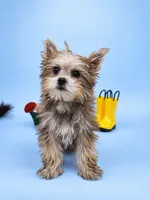 Olivia, a female Yorkshire Terrier for sale in Vancouver, WA – 1 of 1