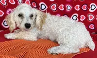 Milton, a male Poodle - Toy  for sale in Wrightsville, GA – 10 of 10