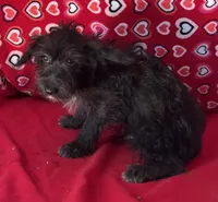 Cyrano, a male Yorkshire Terrier and Poodle - Toy  for sale in Wrightsville, GA – 5 of 10