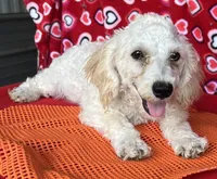Milton, a male Poodle - Toy  for sale in Wrightsville, GA – 9 of 10