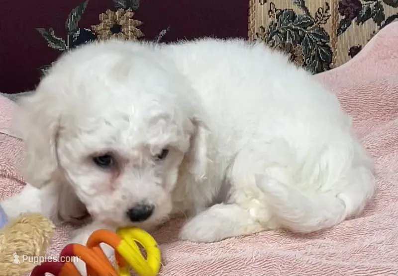 Dalila – Bichon Frise puppy for sale in Wrightsville, GA
